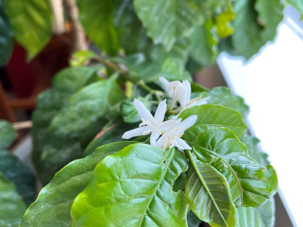 コーヒー の 木 花 が 咲か ない