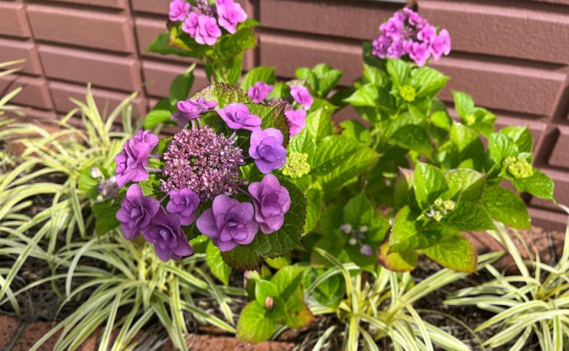 HIGUCHI GROUP本社に咲いた 色鮮やかな「紫陽花（あじさい）」