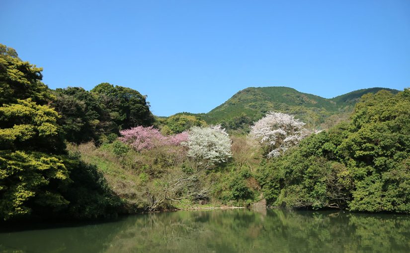 桜の季節～入社式を行いました